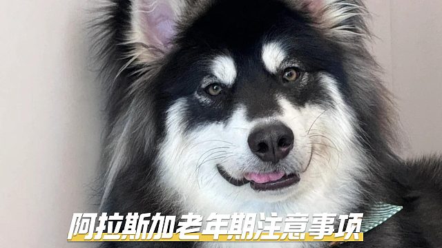 关爱老年阿拉斯加，这些要点不能忘！