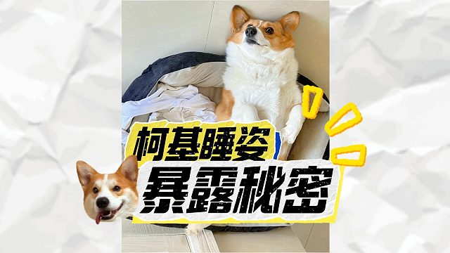 柯基的“睡姿”，会暴露它的内心世界