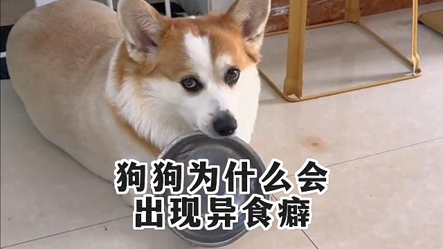 狗狗染上异食癖，是这些因素在“捣鬼”