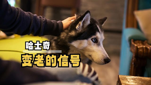 留意这些信号，哈士奇正悄悄步入老年