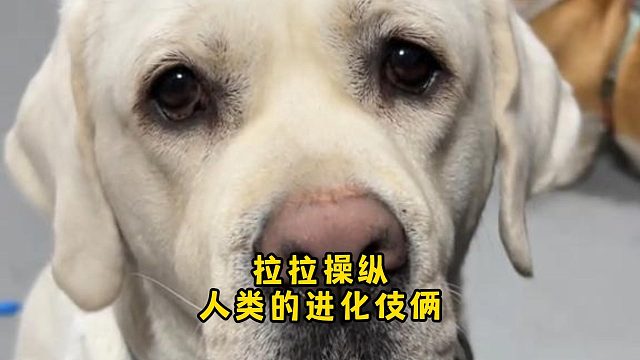 拉布拉多有操纵人类的伎俩，就是它的无辜眼