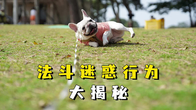 法斗这些迷惑行为，你看懂了吗？