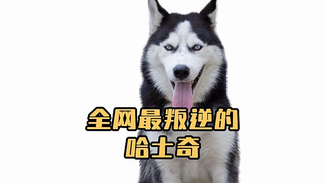 全网最叛逆的哈士奇，每天都要和铲屎官干架
