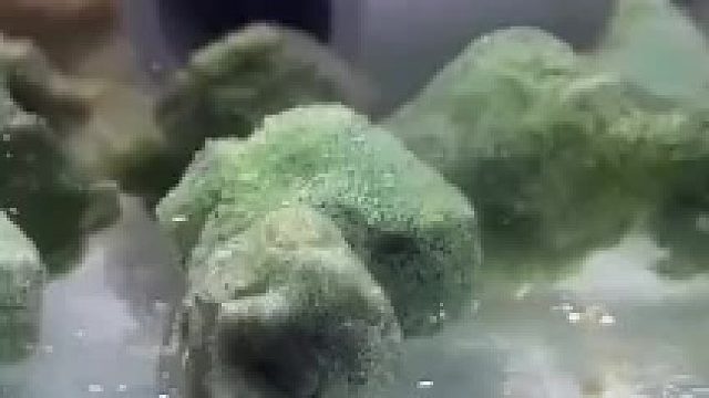 寒假忘把宿舍 养的鱼带回家