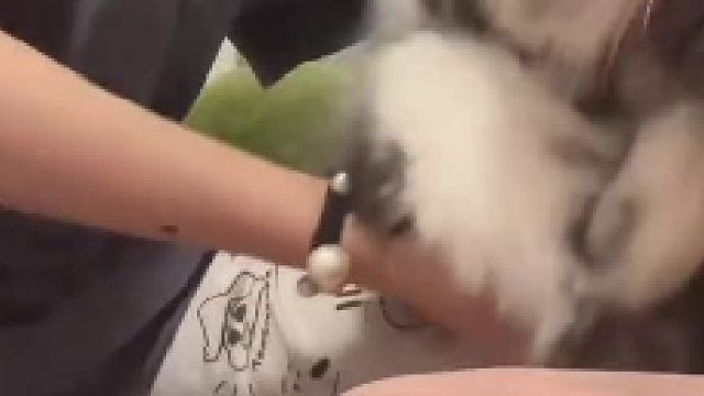 狐媚子也是需要天赋的…