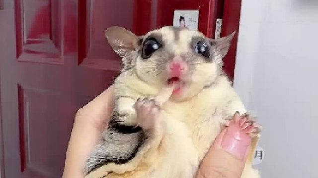 嘴里的还没吃完就等着继续投喂了，你不胖谁胖