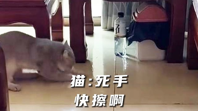 猫咪打翻水怕被发现，就用爪子狂擦地