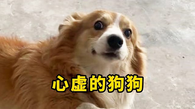 心虚的狗狗，身体都在颤抖