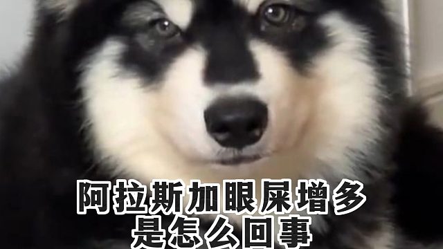 阿拉斯加眼屎猛增，背后的因素是什么