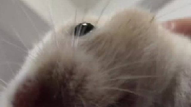 来自鼠鼠的笑声