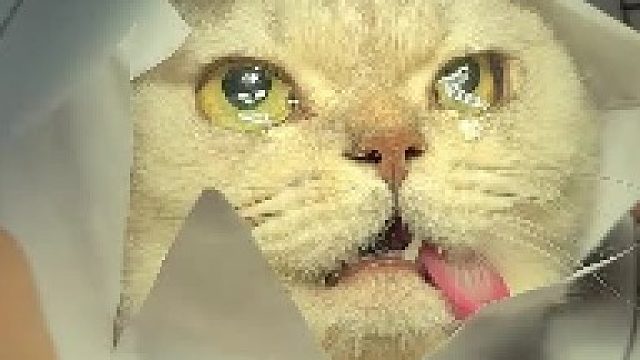 在那菊花盛开的地方，几只小猫把蛋噶！！！