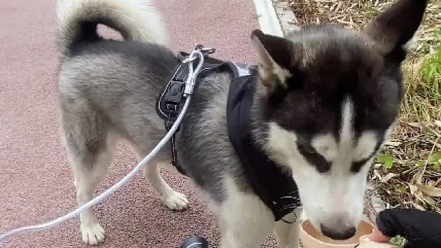 这样的路况还是单缸好使…