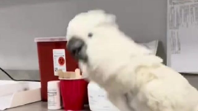 它咋这么能嘚瑟呢！