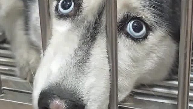 在家真的无聊买了一只二哈感觉好傻啊！