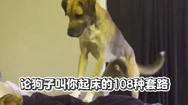 当代年轻人硬核的起床方式：被狗子强制开机