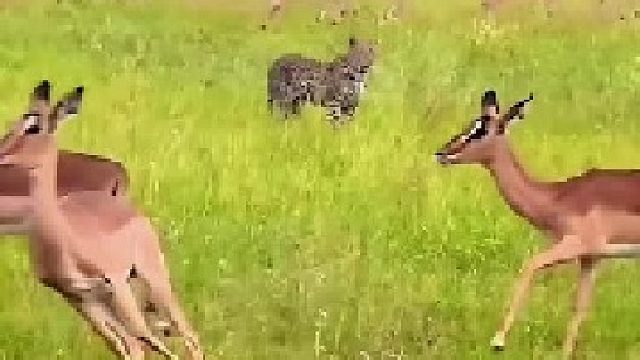 花豹为狮群做了嫁衣，自己却沦为打工豹