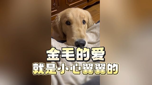 小鸡毛是最暖心的修狗，不容反驳！