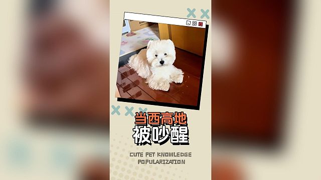 当西高地被吵醒，它会是什么反应？