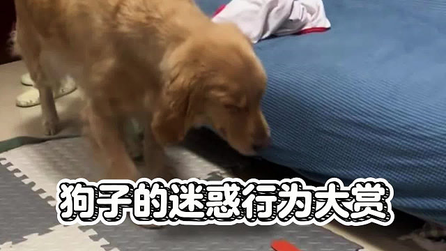 盘点狗届绿茶行为，演技比流量明星还浮夸