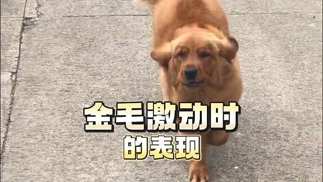 金毛一激动，就容易有这些情况！