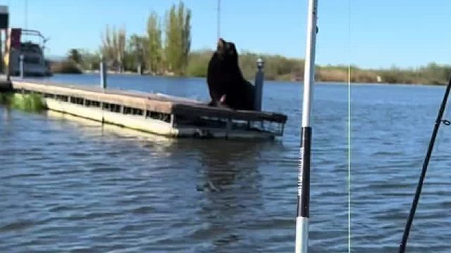 条友吃饱晒太阳