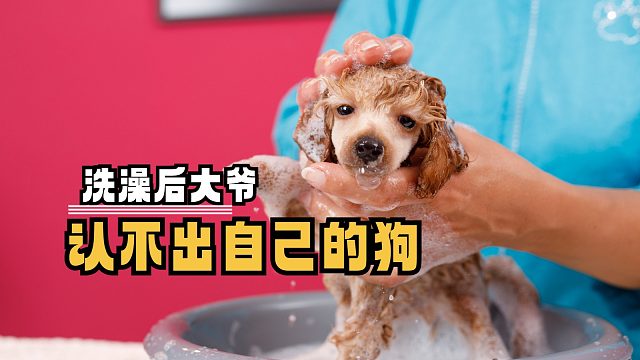 小狗：洗个澡，差点把家给洗没了