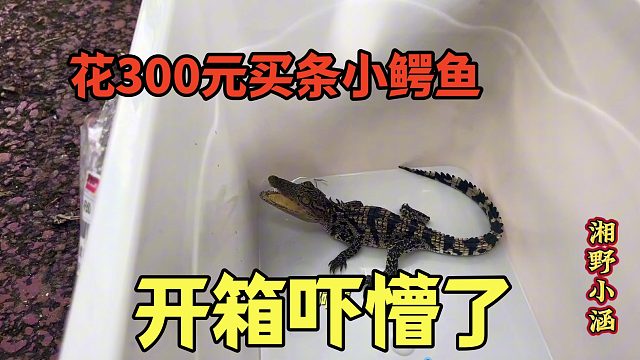 花300元买活体鳄鱼，开箱惊魂，拆到一半它突然张嘴，哇哇叫！