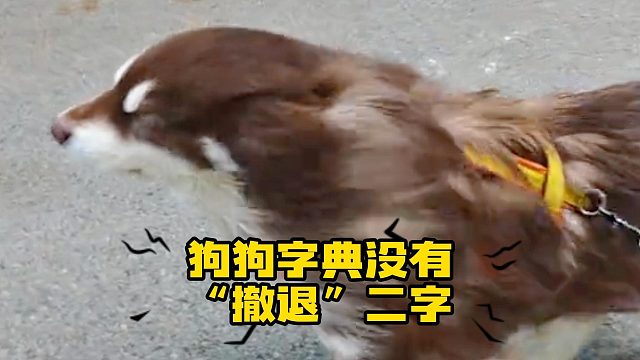 大风天还在外面，也就这些顽强的遛狗人了吧！