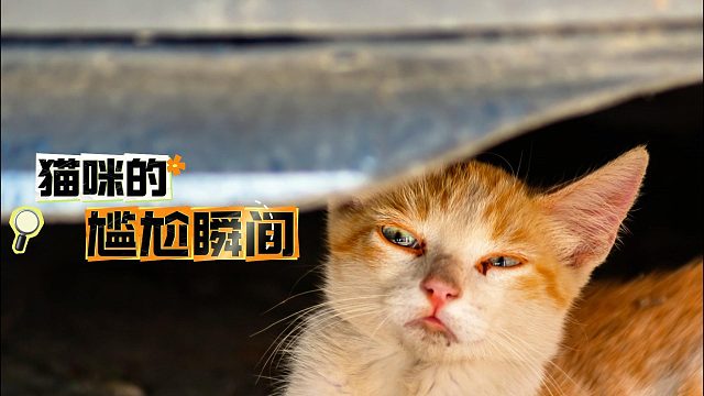 猫咪的尴尬瞬间，这也太好笑了
