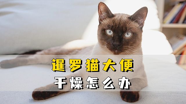 暹罗猫大便干，如何帮它“润肠通便”！