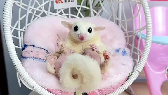 好像在啃甘蔗。