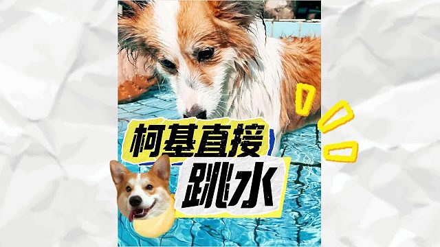 柯基纵身一跃，差点翻船了