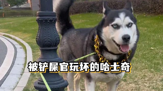 全网唯一一只被铲屎官玩坏的哈士奇——哈哥
