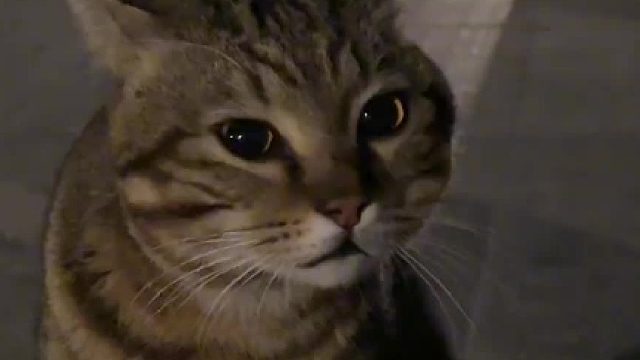 是不是你的毛孩子流浪猫