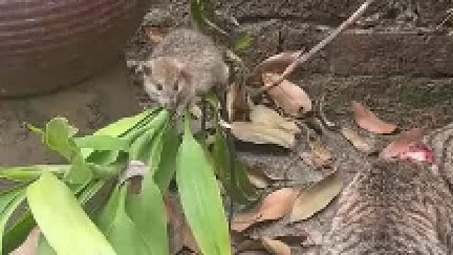 让北方的朋友看看我们南方的老鼠