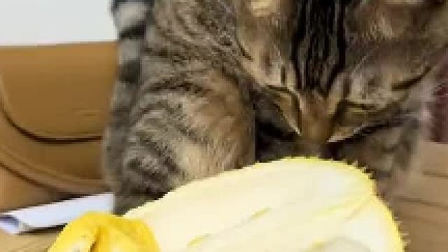 狸花：这是谁拉的，也不知道埋一下