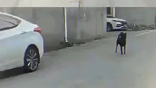 這算不算人仗狗勢？