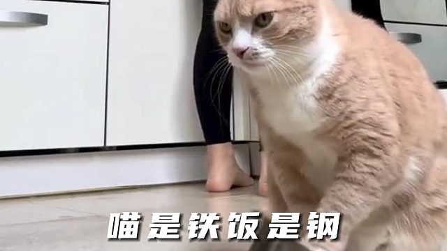 猫咪目标明确就是干饭！