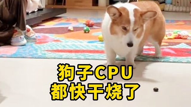 狗子CPU都快干烧了，吃还是不吃？