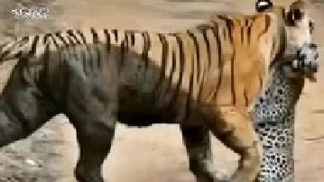 老虎抓到小花豹后又将小花豹给放了