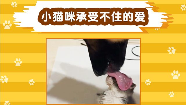 狗狗的爱意太沉重，小猫咪承受不来！