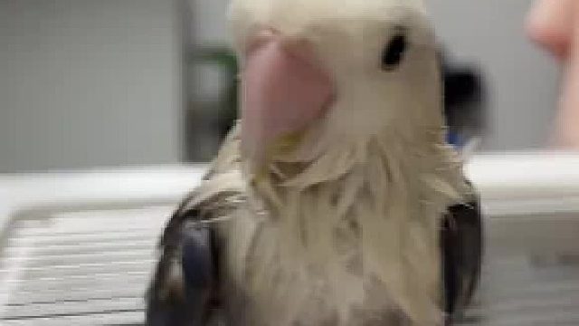 真是太香啦，谁来闻一下