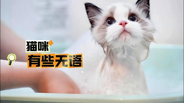 半夜被拉去洗澡，猫咪有些无语