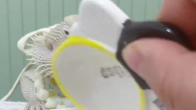 一口吃两只……