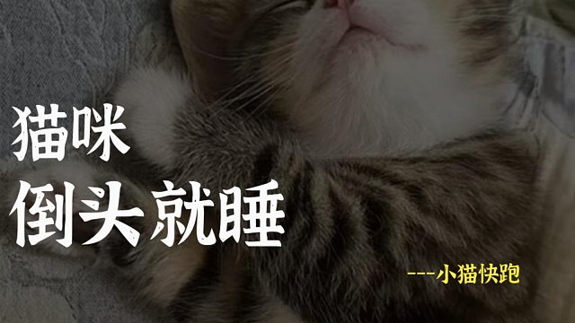 猫咪年轻就是好，倒头就睡