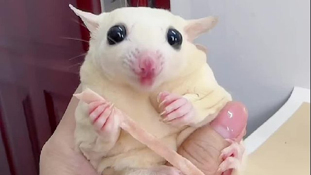 吧唧吧唧吃夜宵咯