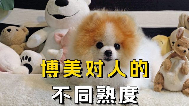 你知道博美对待你，有不同的熟度吗？