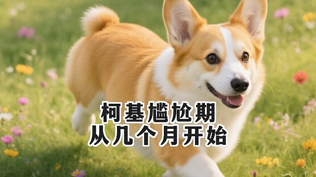 柯基几个月进入尴尬期？提前做好准备