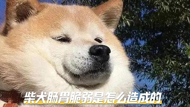 柴犬肠胃为何脆弱，这些原因你知道吗？