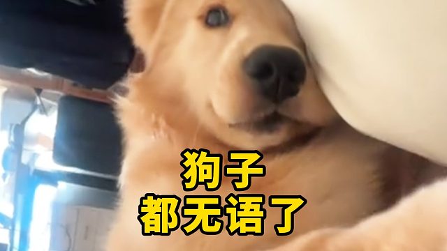 狗子都无语了，就这样被赶下床